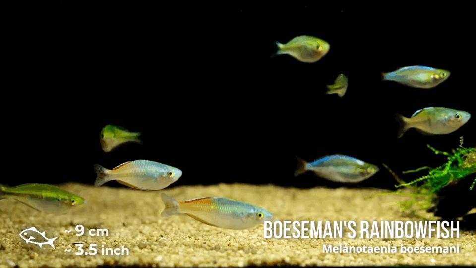 热带观赏鱼长视频,各种热带观赏鱼介绍