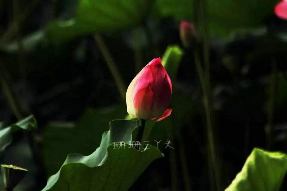 佛山最美荷花景区,佛山荷花世界游玩攻略