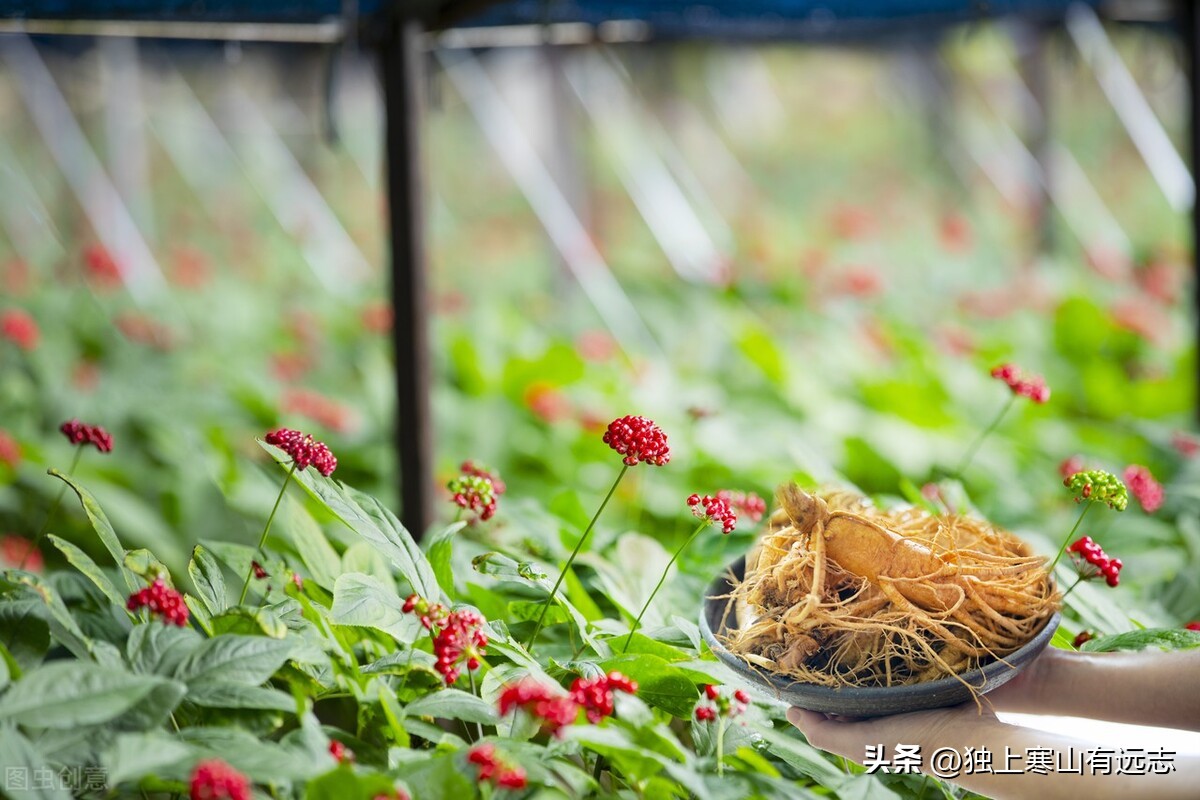 人参的种类和功效大全,人参第一名