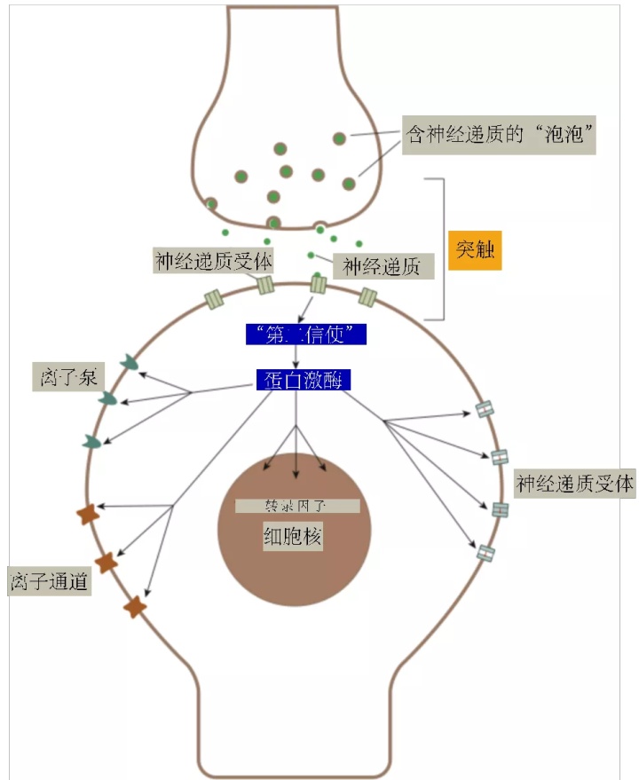 重磅长文|千禧年诺奖得主PaulGreengard与神经信号传递（四）