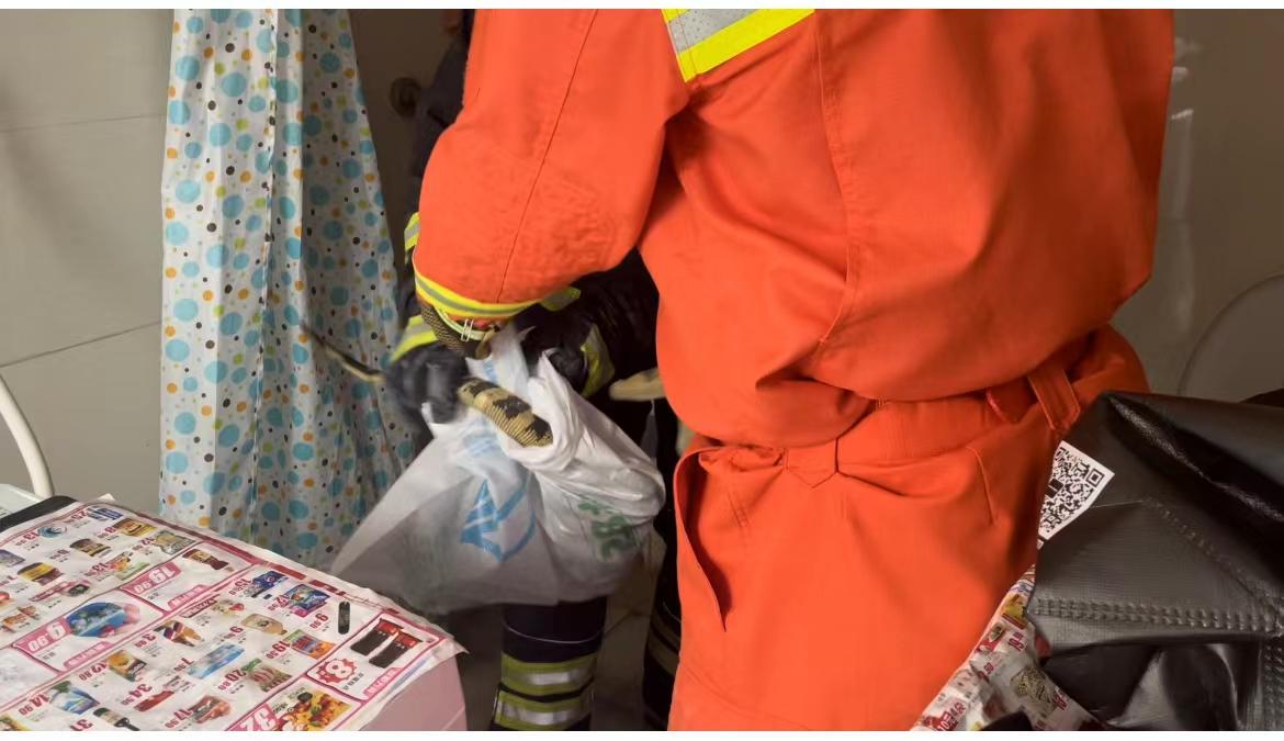 最大的五爪金龙蜥蜴,五爪金龙巨蜥蜴