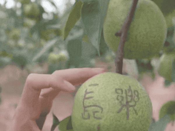 梨子中间只有一处是褐色的,梨子里面有褐色斑点是什么原因