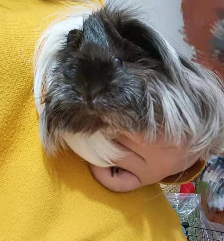 荷兰猪如何快速增肥,荷兰猪减肥的视频