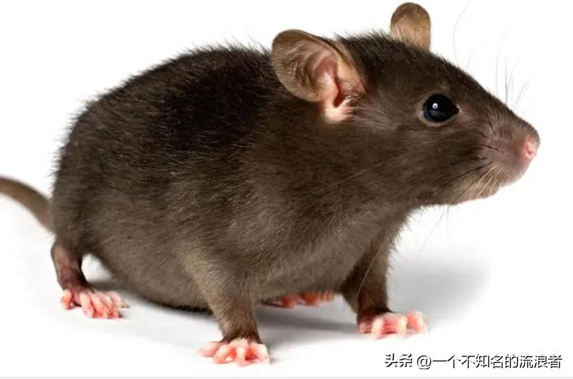 给鸭脖局长的一封信