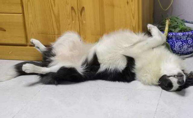 为啥边牧有小心思,边牧想吃东西的小心思