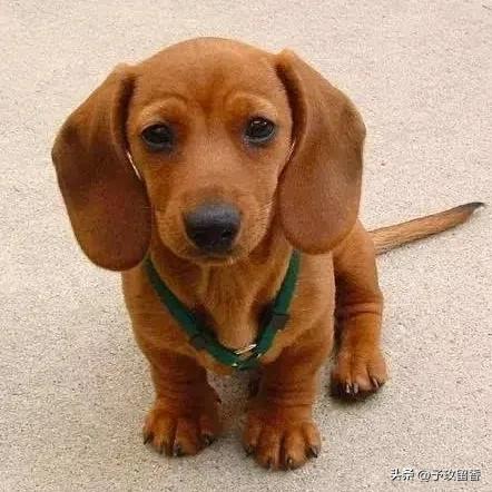 宠物狗应该怎么养详细介绍科普,宠物狗喂养及训练方法有哪些