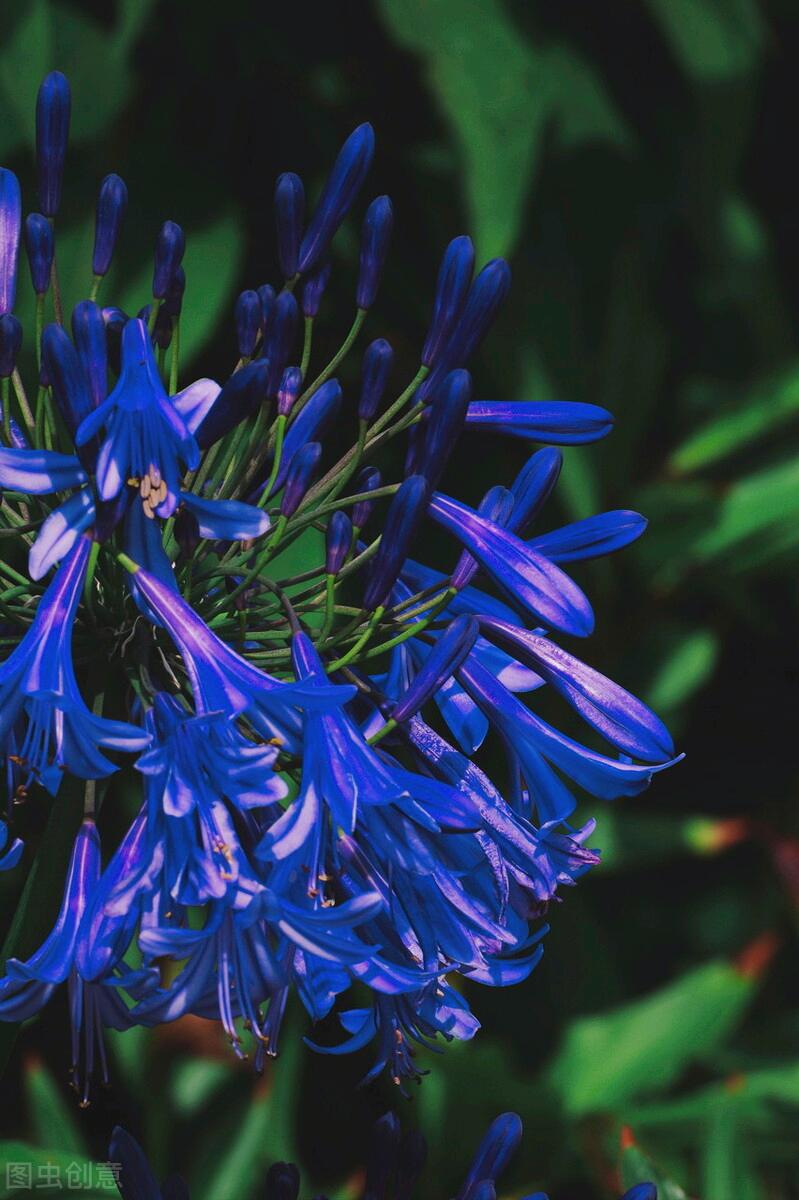 一花一深爱，花海美蓝天，花艳醉*光春**，花笑荡柔情，人间如仙境