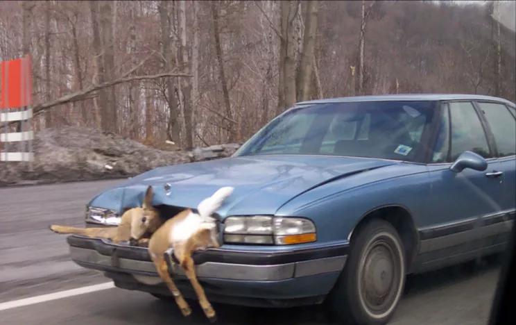 野狼跑上公路被车撞，司机花4万把狼治好，放生时，狼下跪致谢