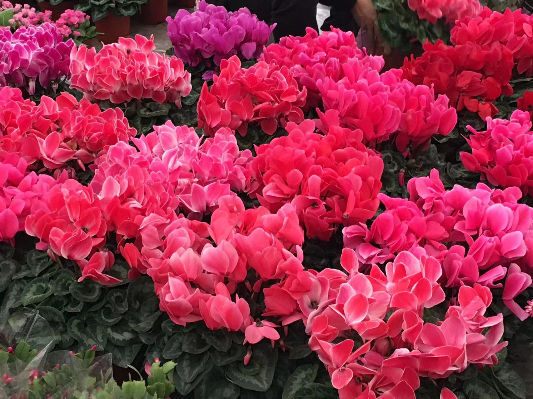 成都春天花卉市场哪里最便宜,成都温江区最便宜的花卉市场