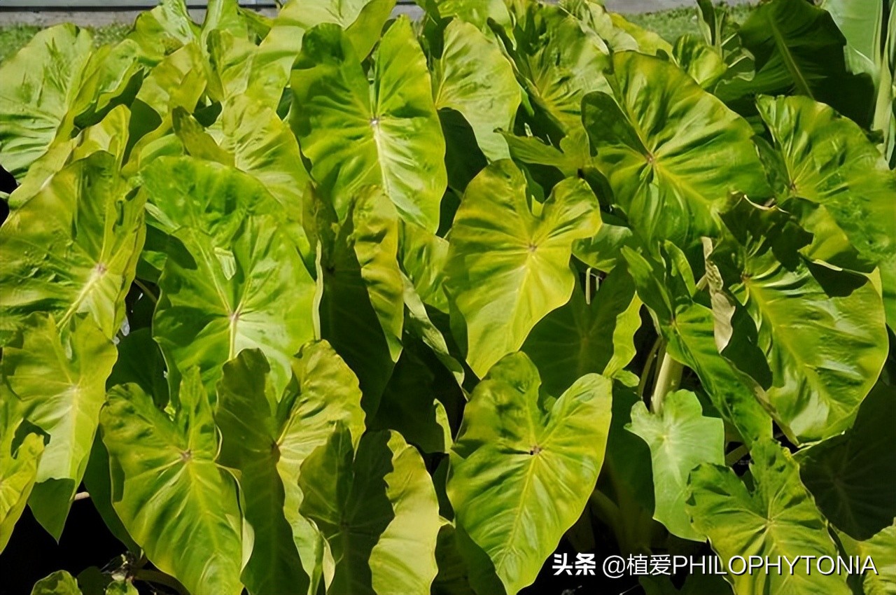 花境常绿植物推荐,室内大型开花植物推荐