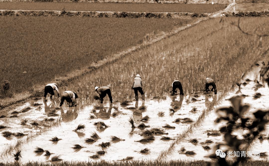 在农村当知青七八十年代,回想在农村插队时