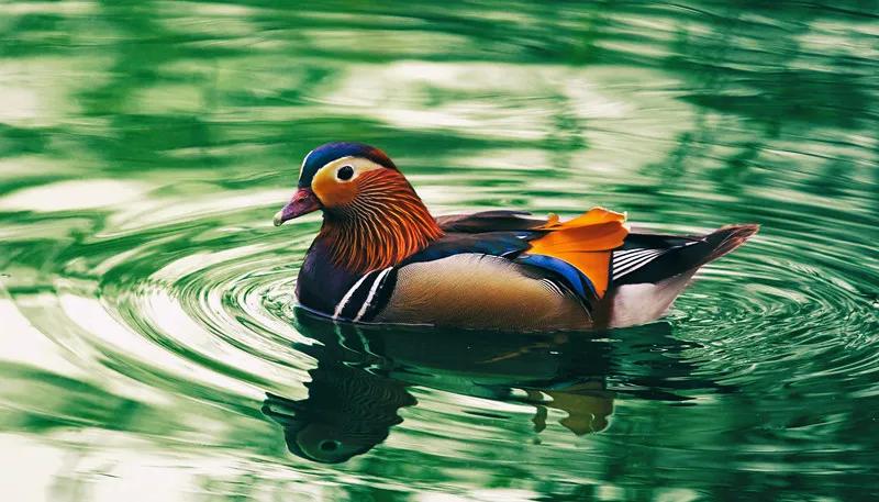 收藏100首最美诗词留住最美春天,写春景最美的40首诗