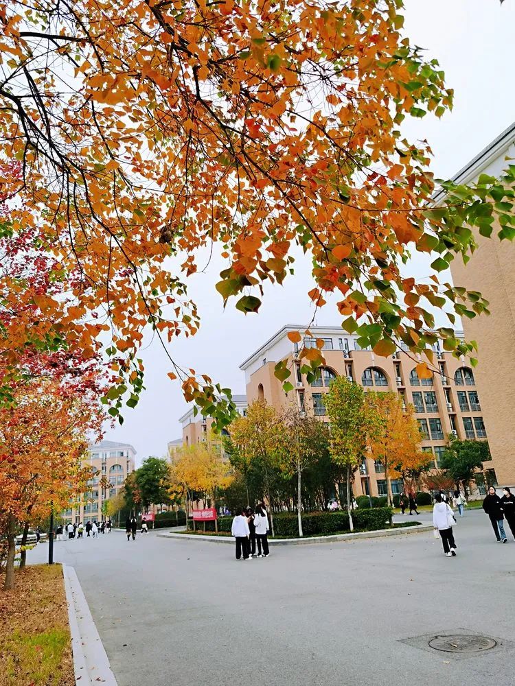 层林尽染的视频号,濮阳医专学历怎么样