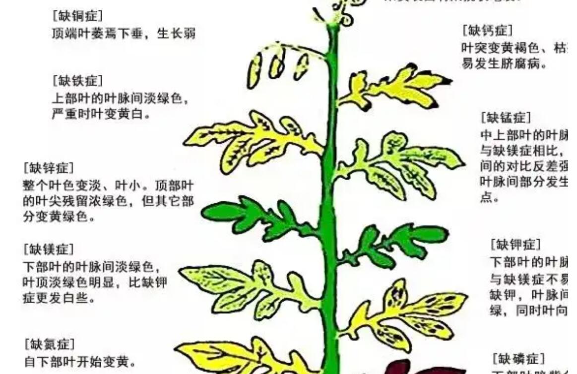西红柿黄头能恢复嘛,种植西红柿发黑怎么回事