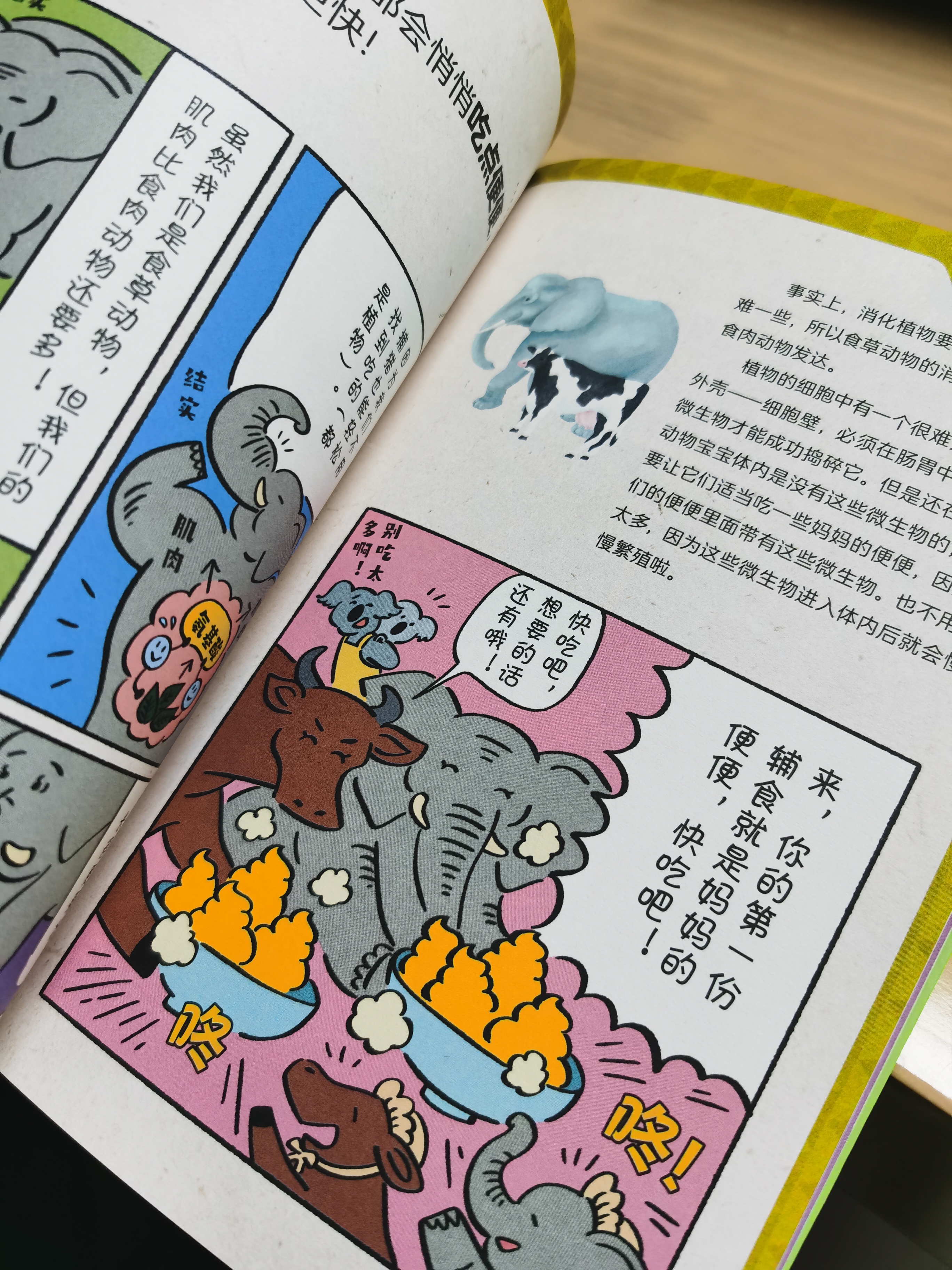 熊猫有几条腿是四条还是两条,熊猫有几根脚趾几根手指