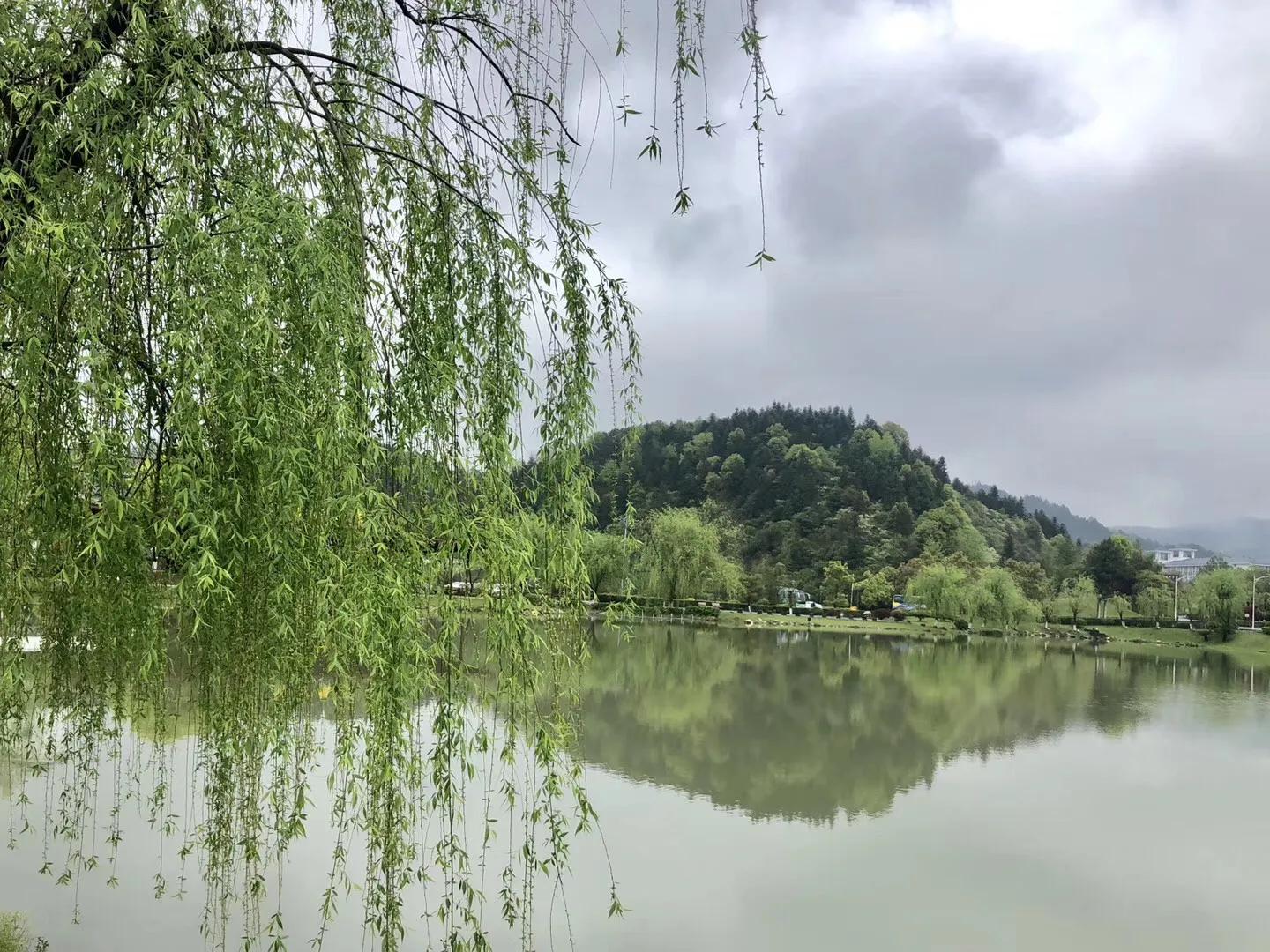 40首咏柳七绝现代,贺知章咏柳七绝