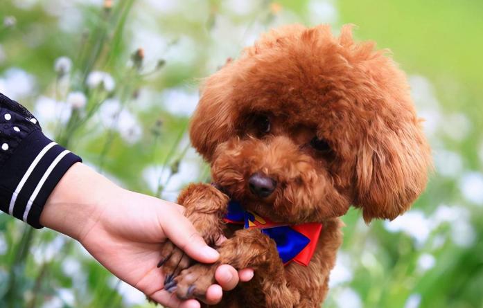怎样让泰迪改掉护食的毛病,泰迪怎么训练才能让它听话