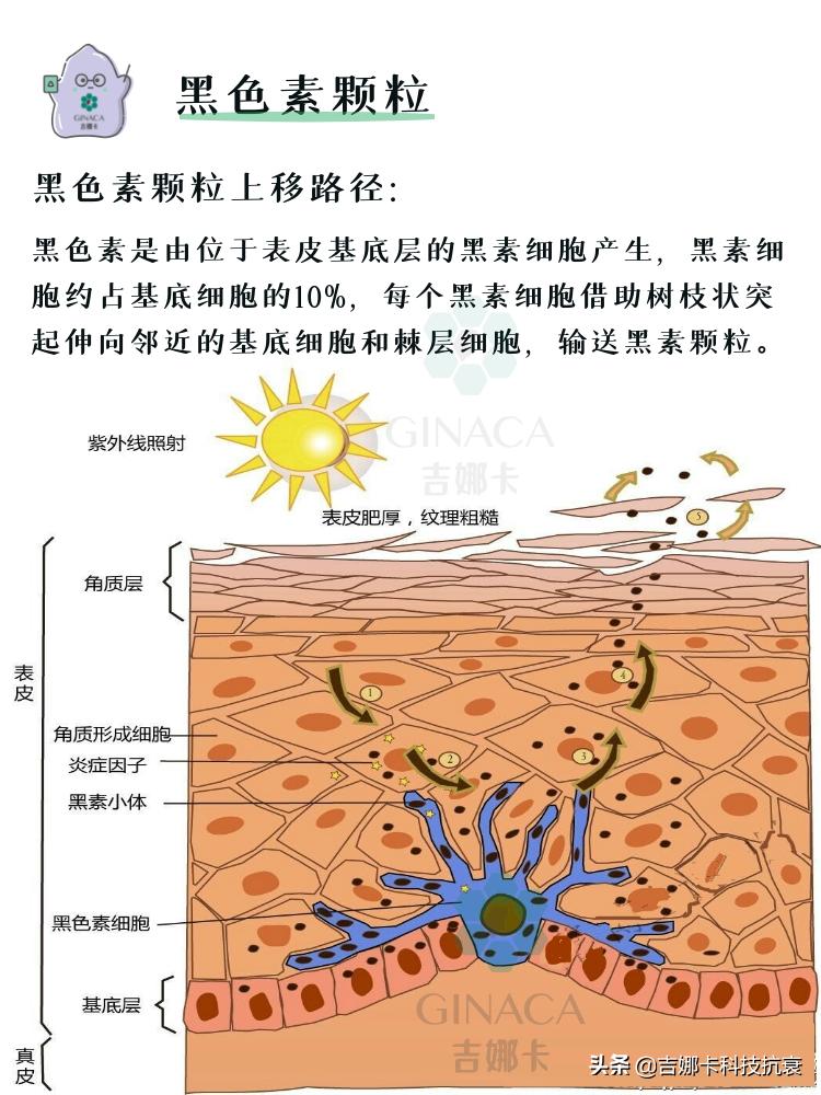 怎么美白皮肤最有效方法是什么,怎么美白皮肤的小妙招
