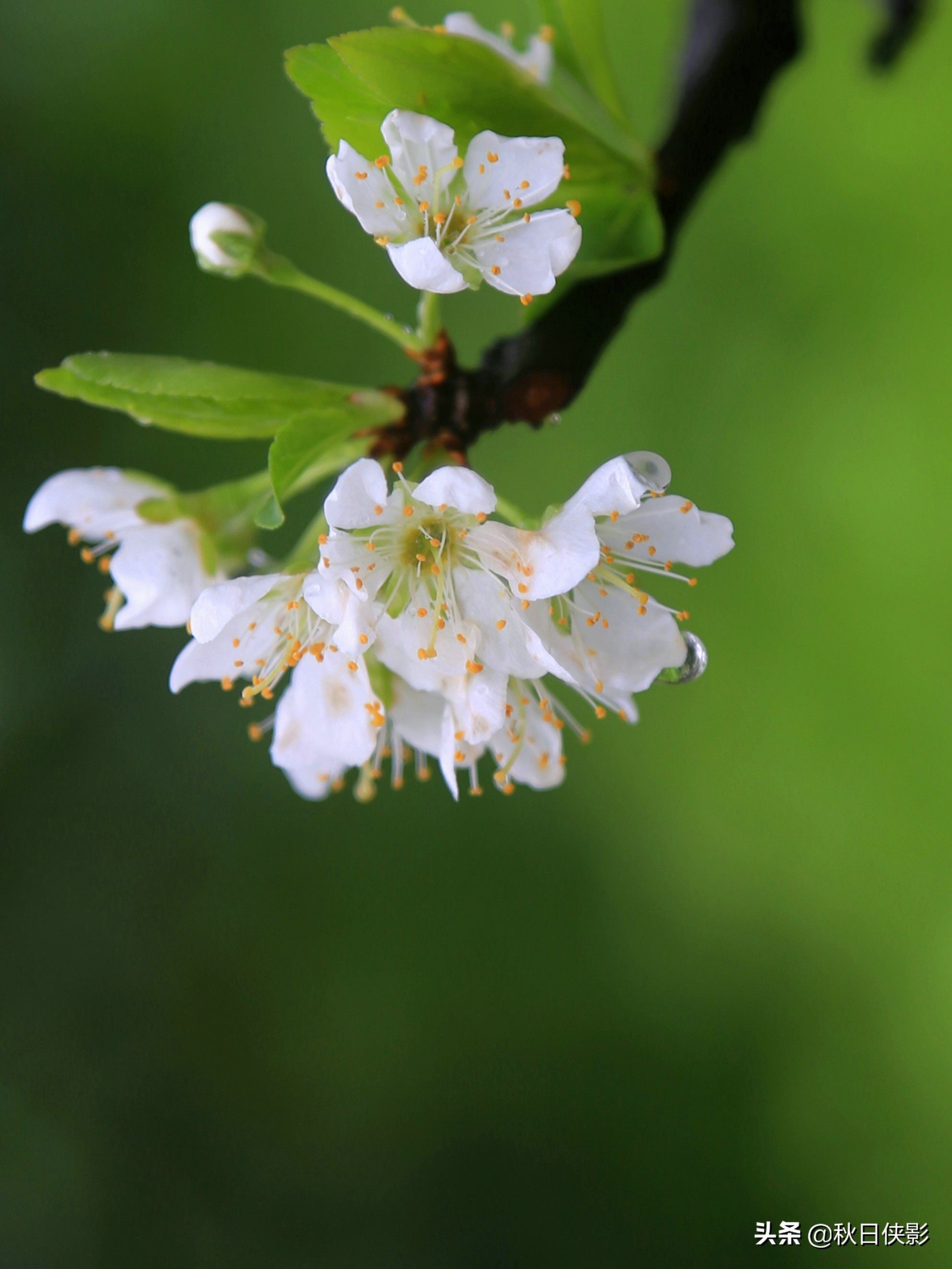 西湖的春天是旅行最美好的季节,走进西湖春天美景