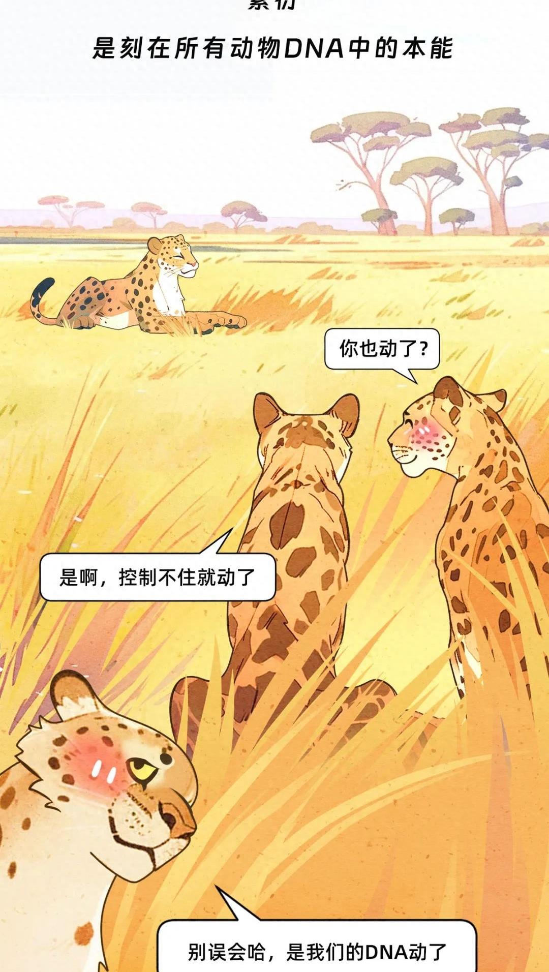动物交配行为鉴赏，真的触碰到了我的知识盲区（漫画）