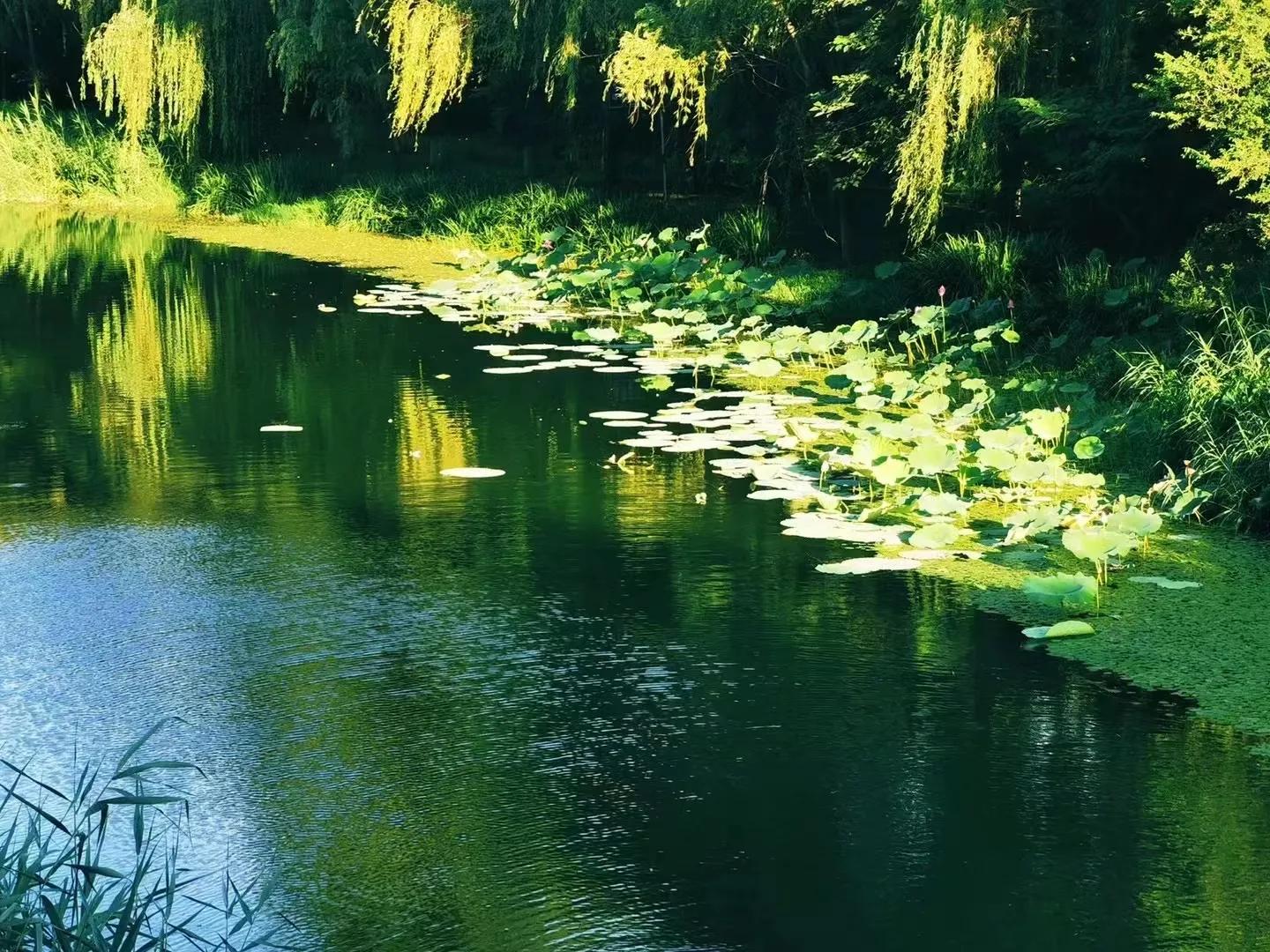 散文中的人生,散文欣赏人生