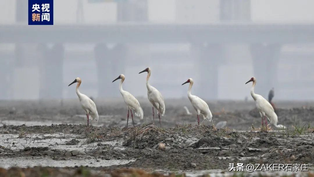 早新闻11.24|开这种车上路，交警必查！适老化改造托起“稳稳的幸福”；事关个人养老金，银保监会发布通知