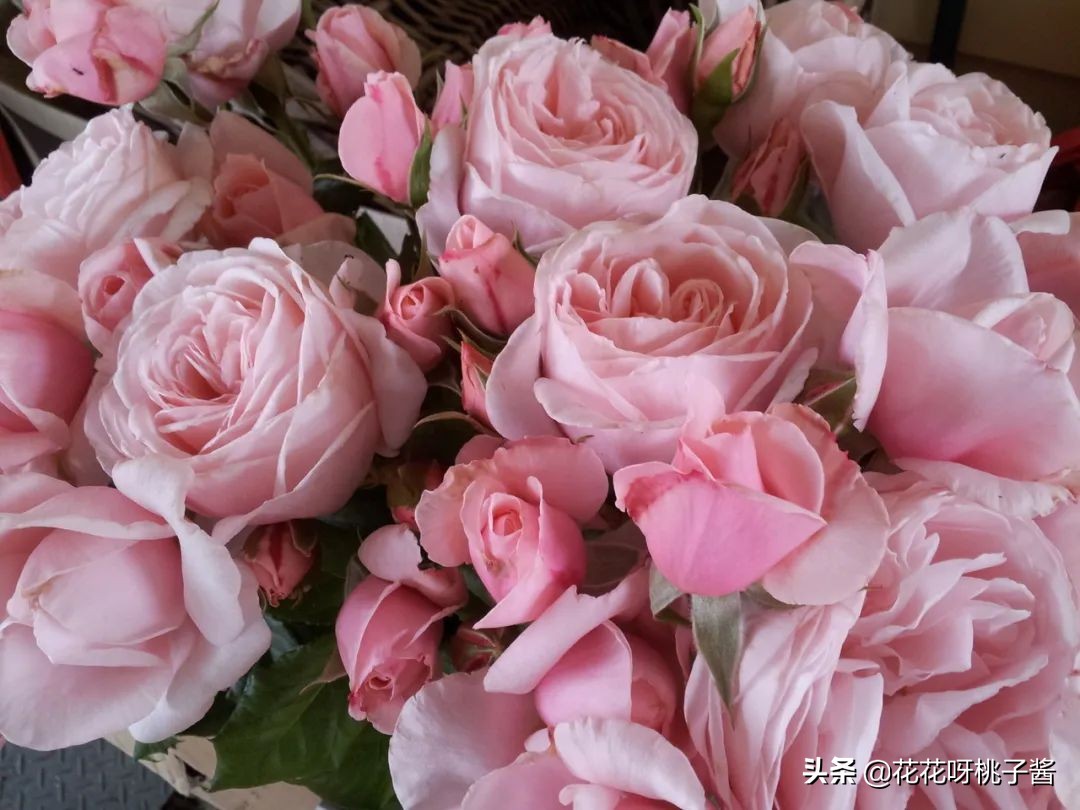 花期特别短暂开放好看的粉色月季,粉色可爱融化你的少女心月季