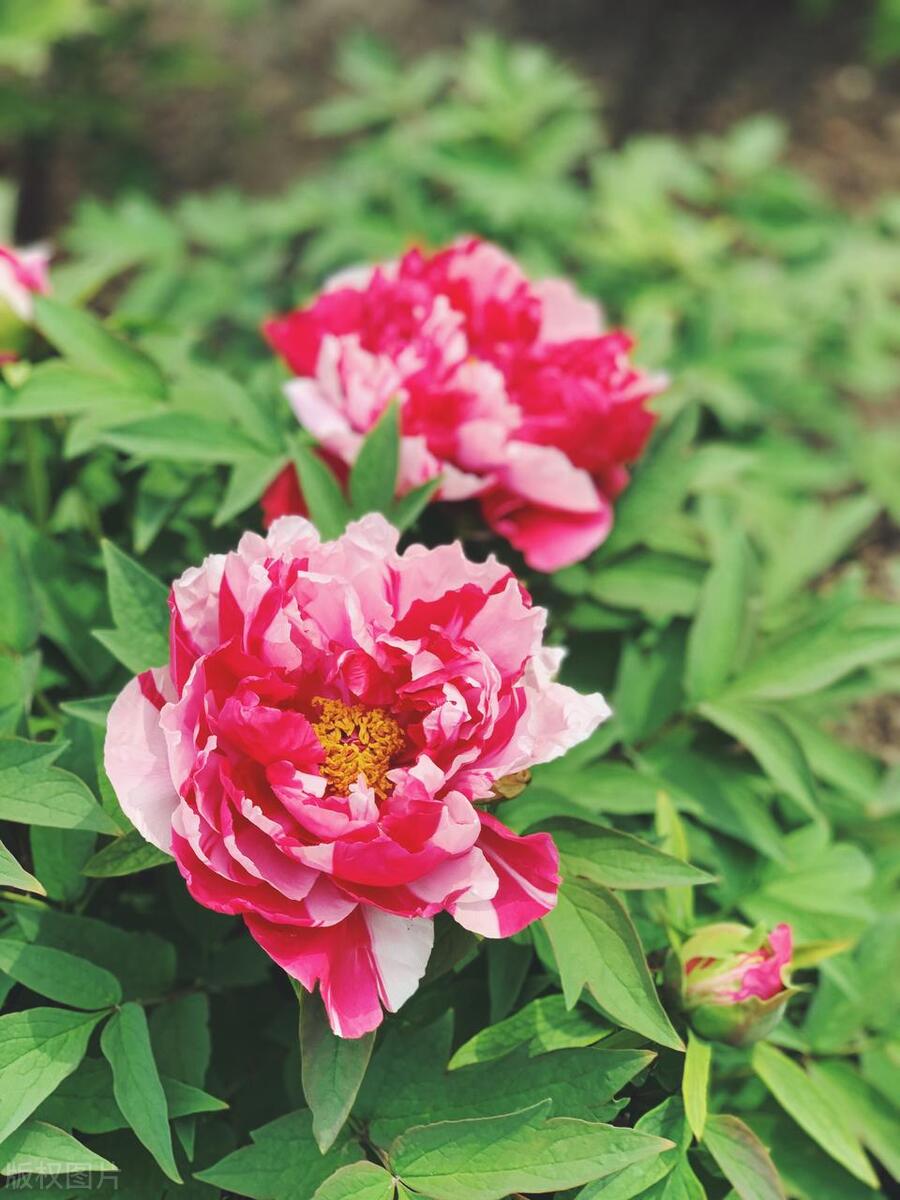 人间最美五月天春季赏樱正当时,5月北京三大赏花公园