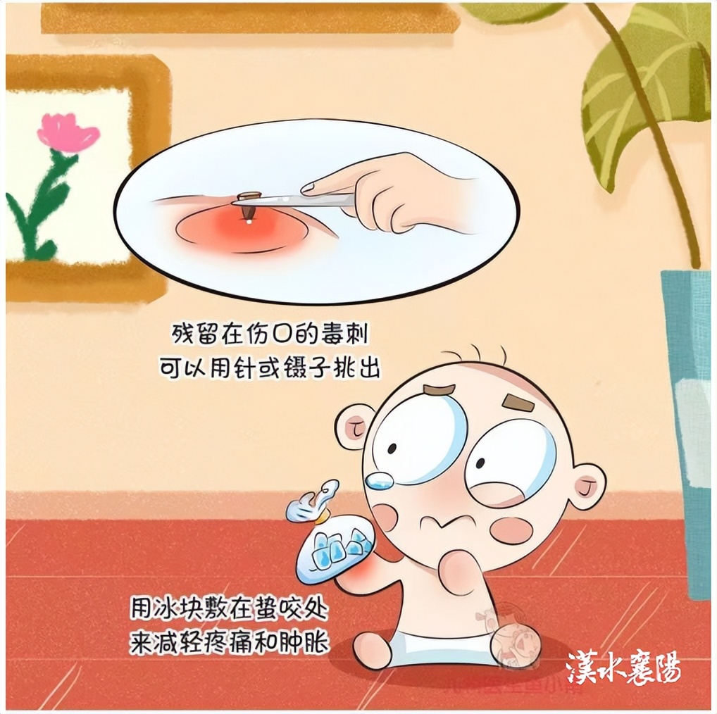 第1健康丨被“勤劳园丁”蜇伤，牢记4个急救原则