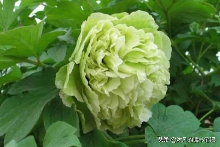 郑州周边，洛阳牡丹一日游，本地人看牡丹的几个地方推荐！