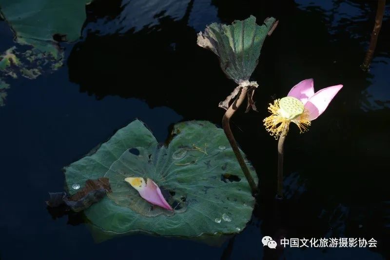 潘塘公园庆庆游乐场,潘塘公园的荷花池作文