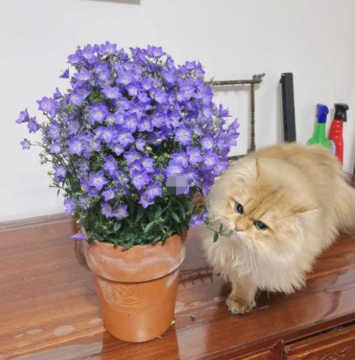 丹麦风铃怎么养出状态,丹麦风铃的养护方法