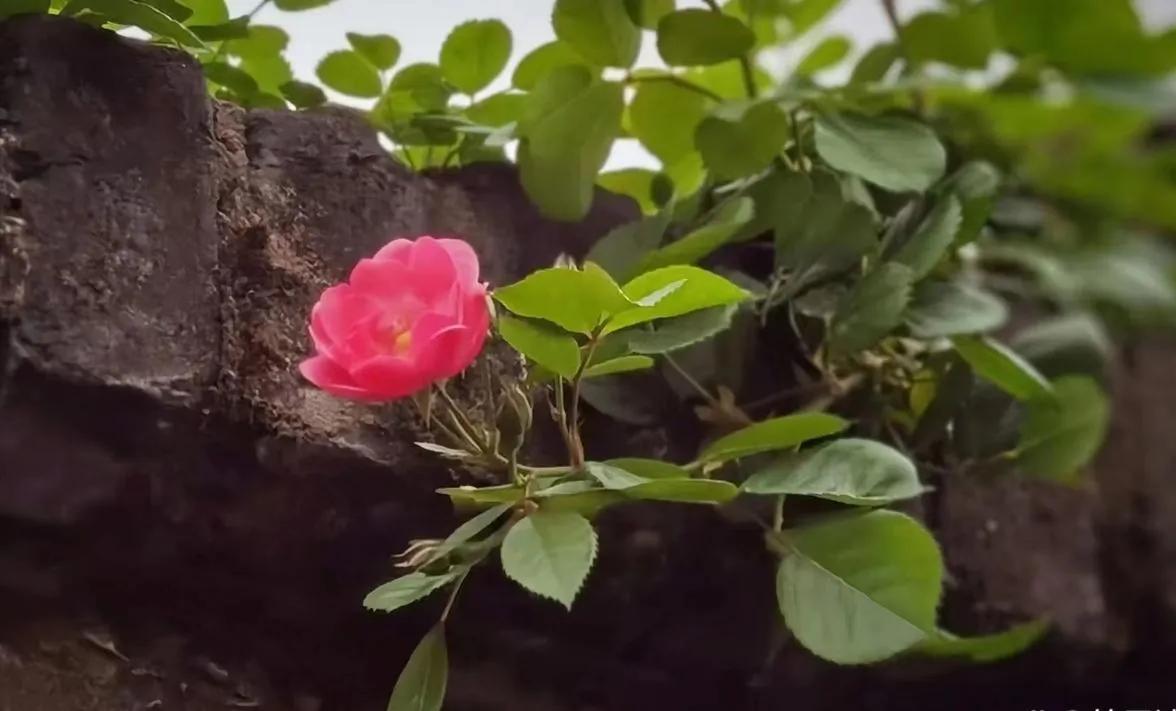 綦江清风场航拍,綦江清风场天气