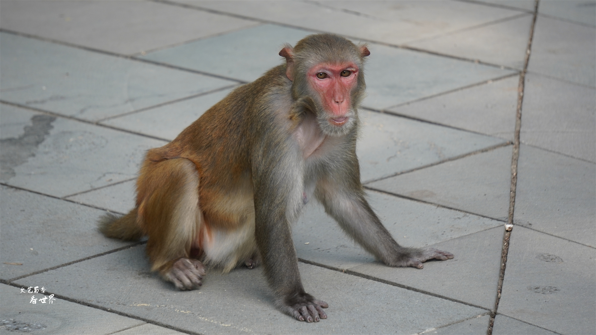三亚猴岛的猕猴的禁闭室,海南猴岛禁闭室