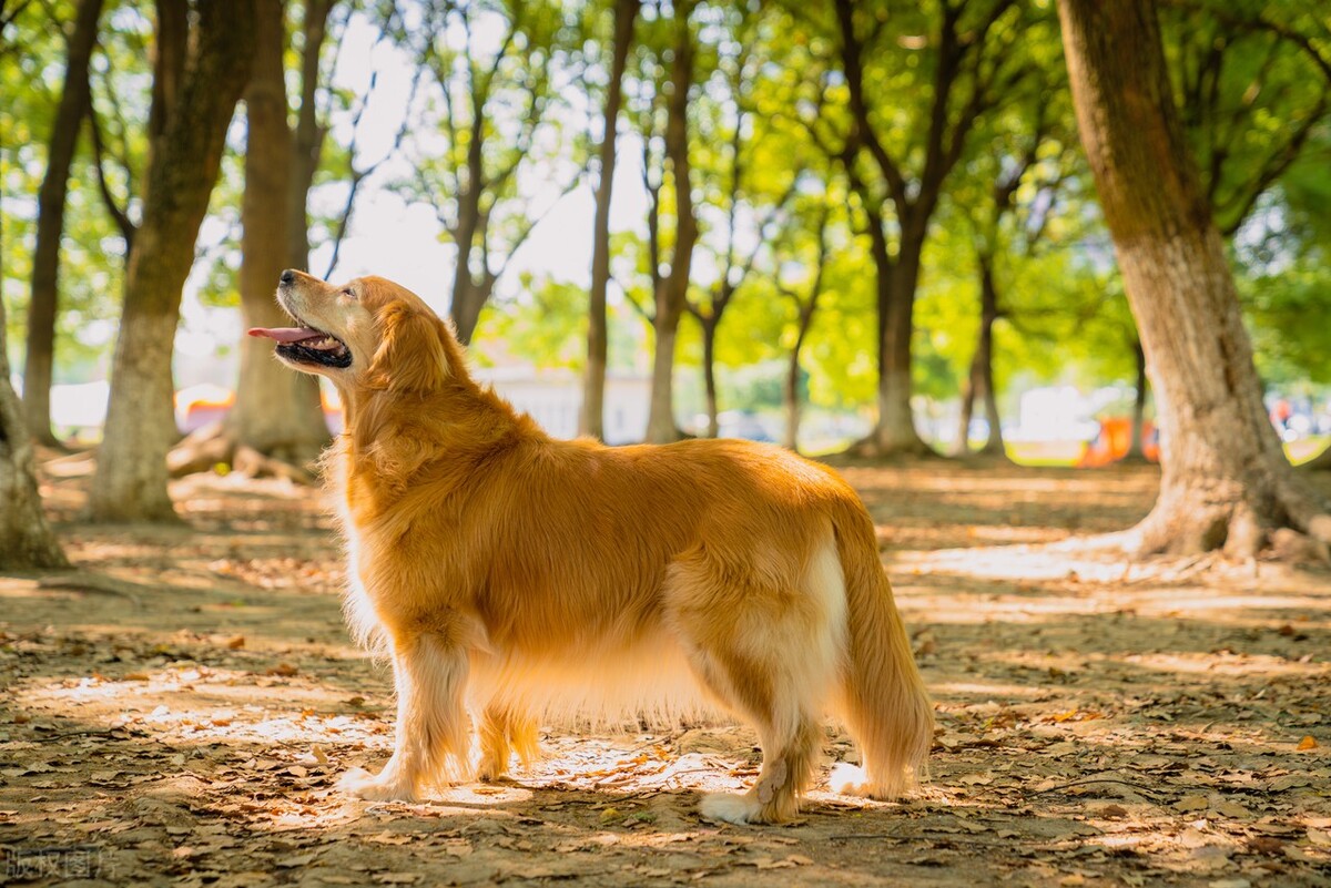 常见的宠物犬种品种有哪些,常见的宠物犬种类及图片大全