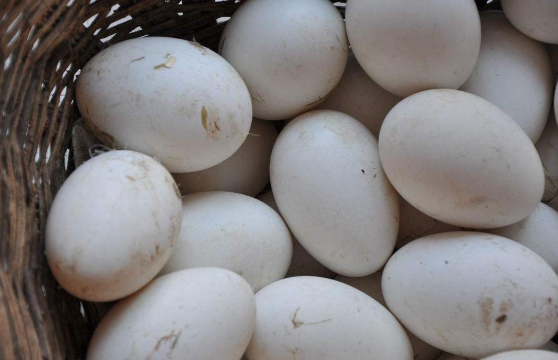 鹅蛋那么贵为何还有人吃,鹅蛋为什么很少人吃