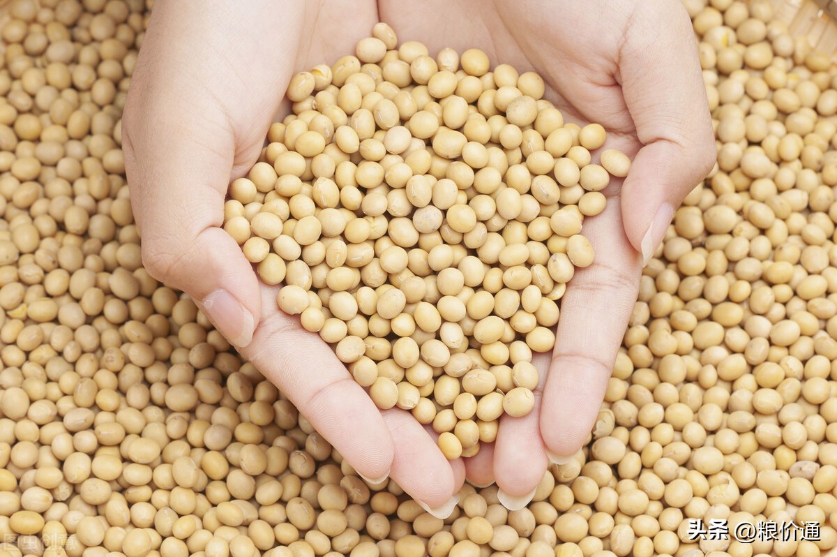 今年大豆价格最低价是多少钱一斤,大豆净粮价格多少钱一斤