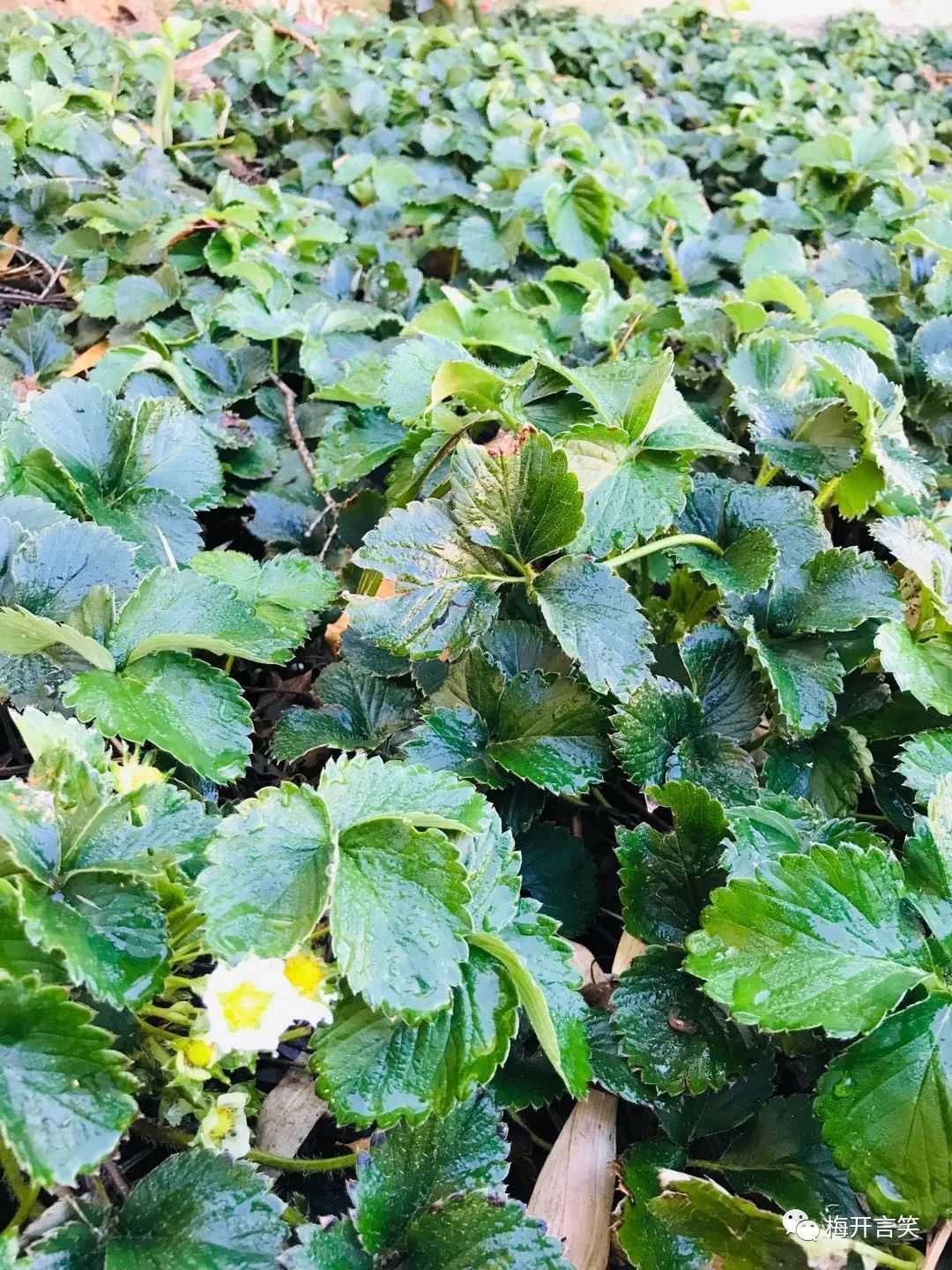 在澳洲种菜日记,我在澳洲学医