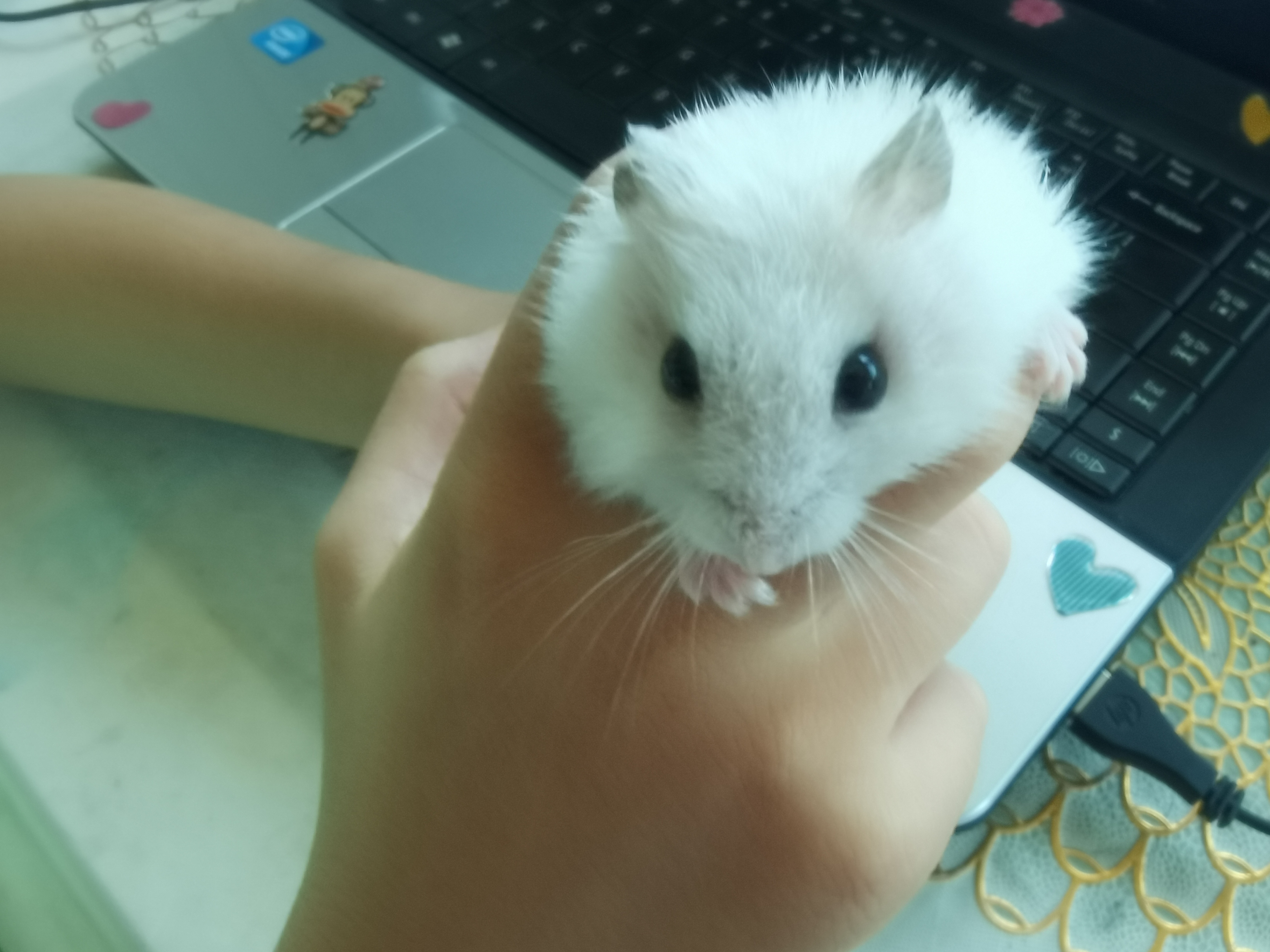 第一只仓鼠怎么来的,我的第一只小猫咪完整版