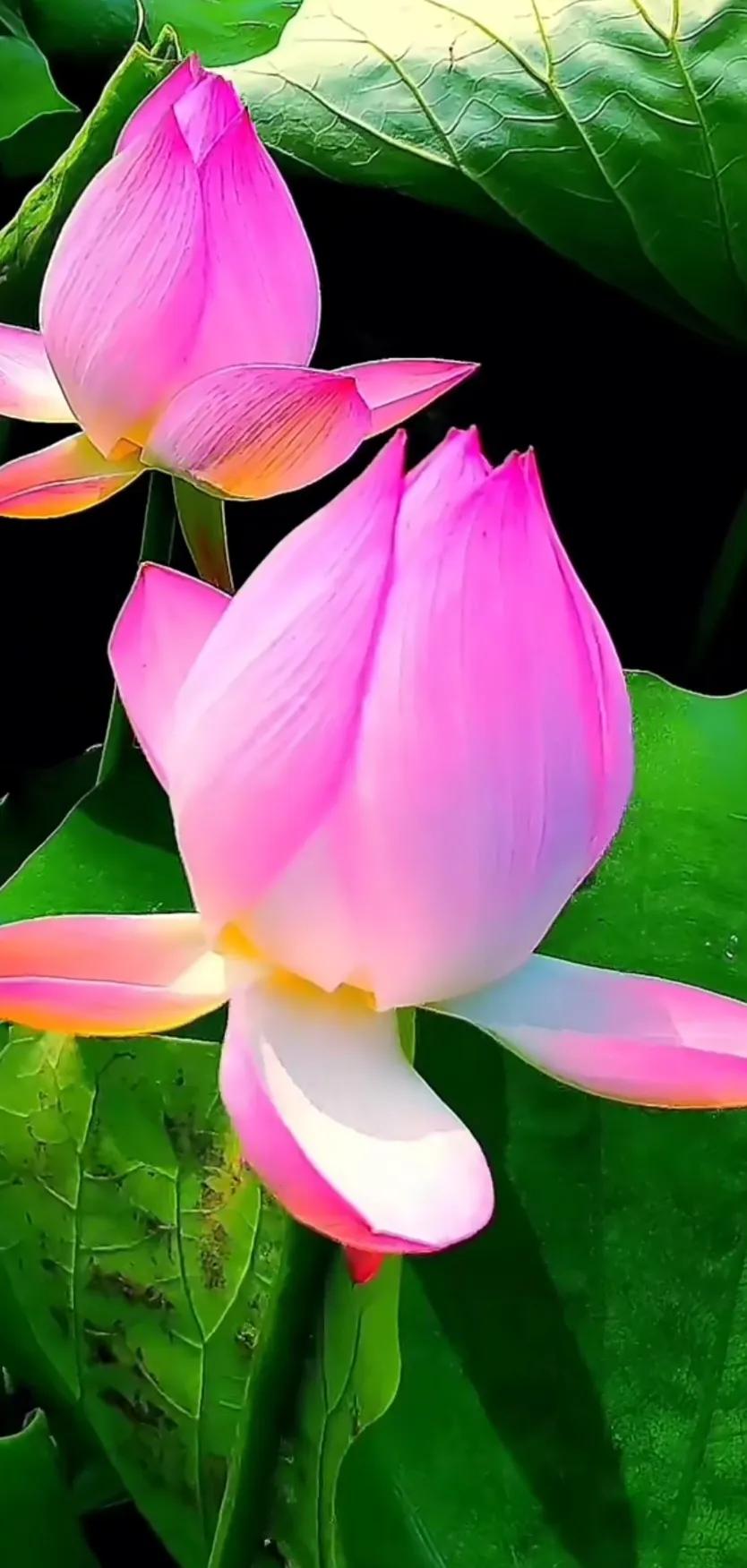 夏日美丽的荷花图片,荷花图片配上字映日荷花别样红