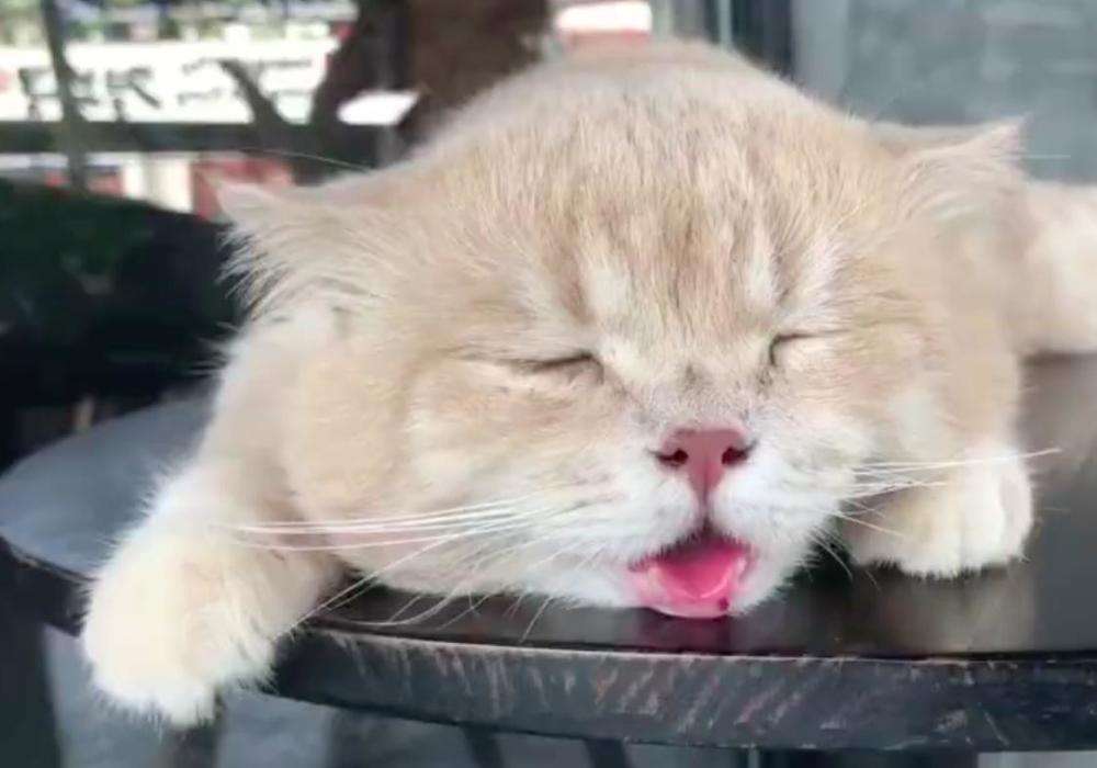 夏天预防猫咪中暑,天气太热了猫咪中暑了怎么办