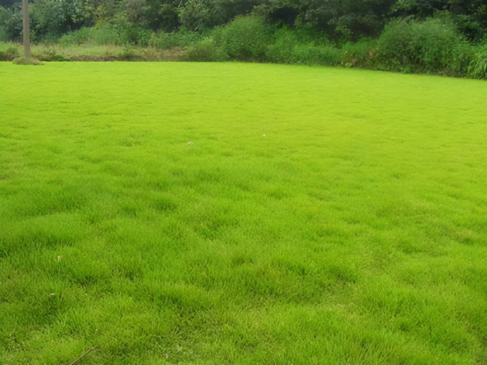 草坪阔叶杂草怎么防治,防治草坪杂草的方法
