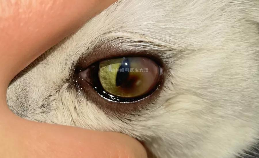 猫咪角膜腐骨保守治疗过程,猫角膜腐骨如果不处理会怎样