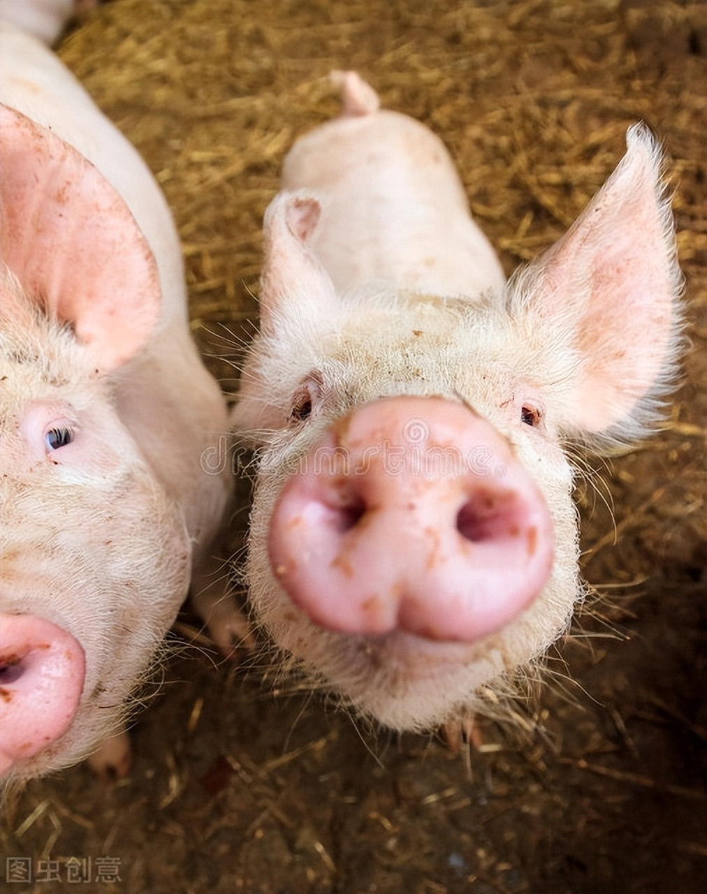 猪中暑了用什么药,猪中暑的最佳解决方法