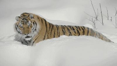 狮子为什么和老虎本性不一样,老虎和狮子一生中最大的遗憾