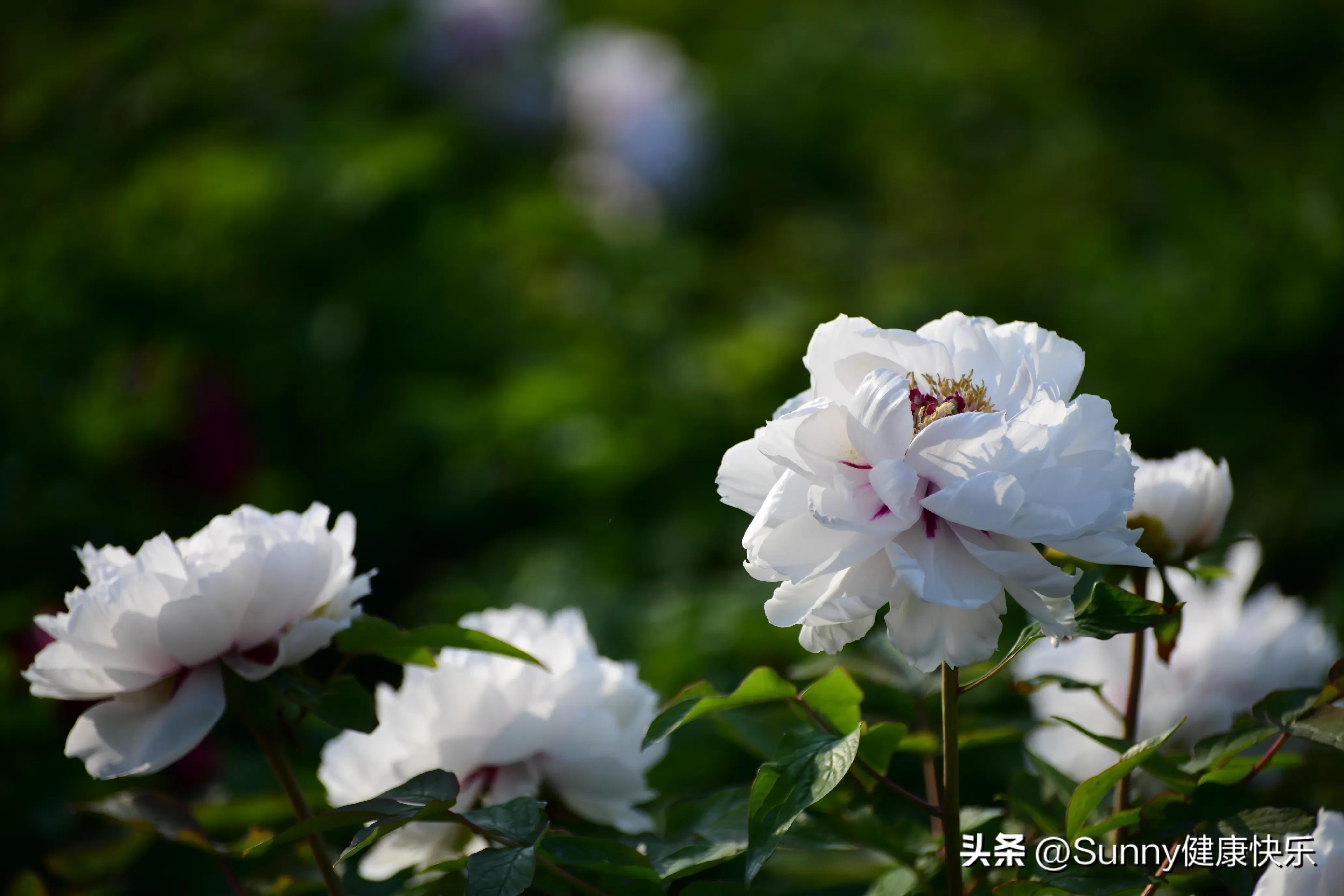 羽绒被被猫尿了怎么清洗,羽绒被被猫吐上去了怎么办