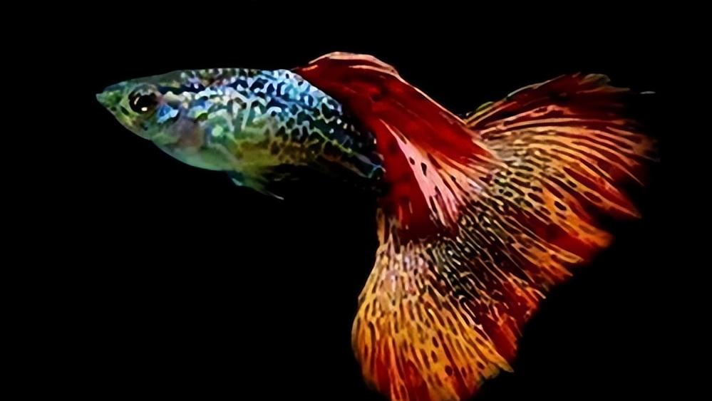 孔雀鱼的生物学特性及人工养殖和繁育技术