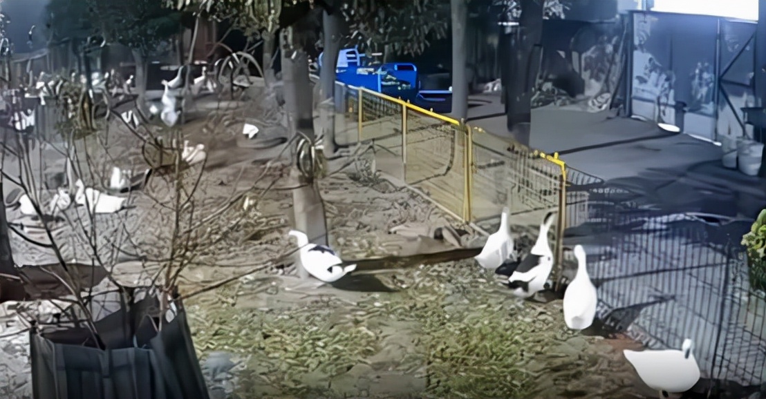 动物行为能预测地震是真的吗,专家分析常州地震还会有余震吗