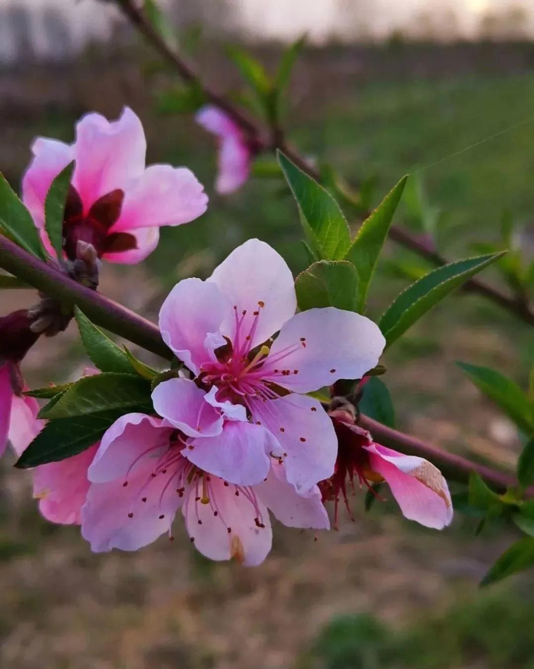 桃树的故乡是哪里？桃花代表着哪些象征意义？