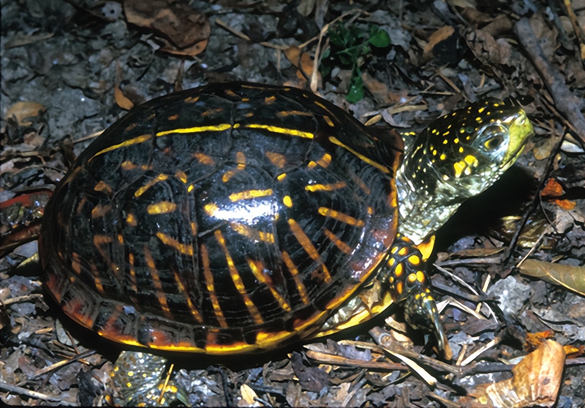 养北美鳄龟的龟友,箱龟种类图片大全